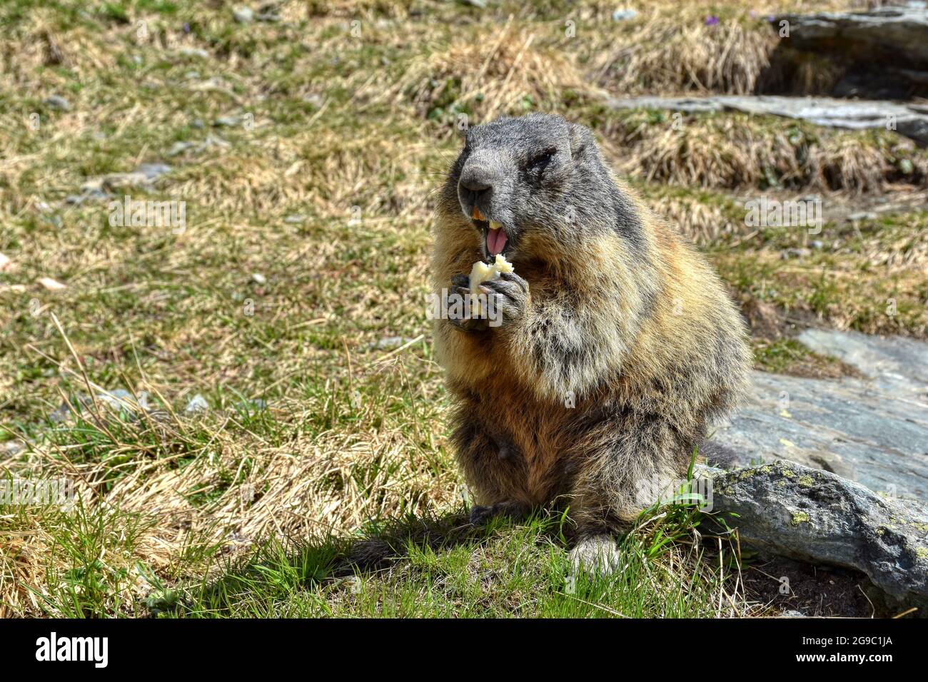 Page 15 - Neugierig High Resolution Stock Photography and Images - Alamy