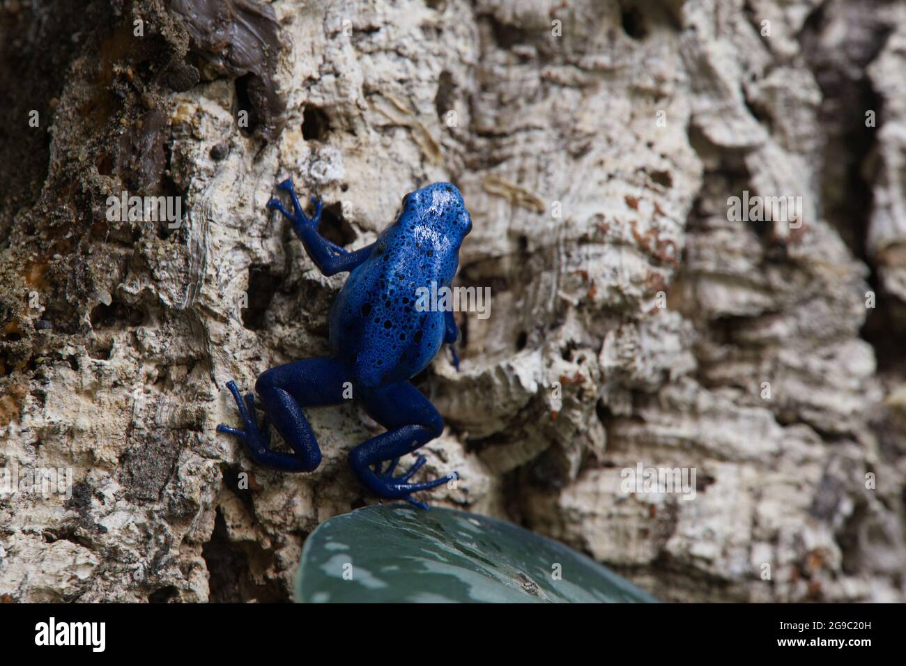 Zsl reptile house hires stock photography and images Alamy