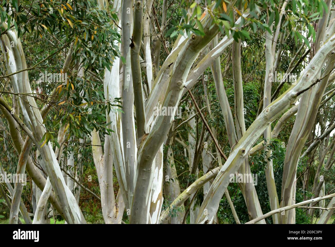 A glade of Eucalyptus trees. Stock Photo