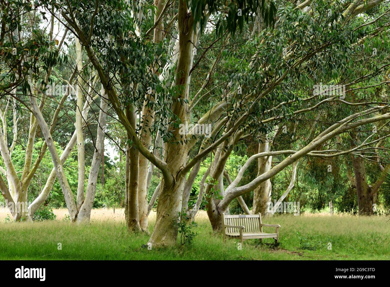 A glade of Eucalyptus trees. Stock Photo
