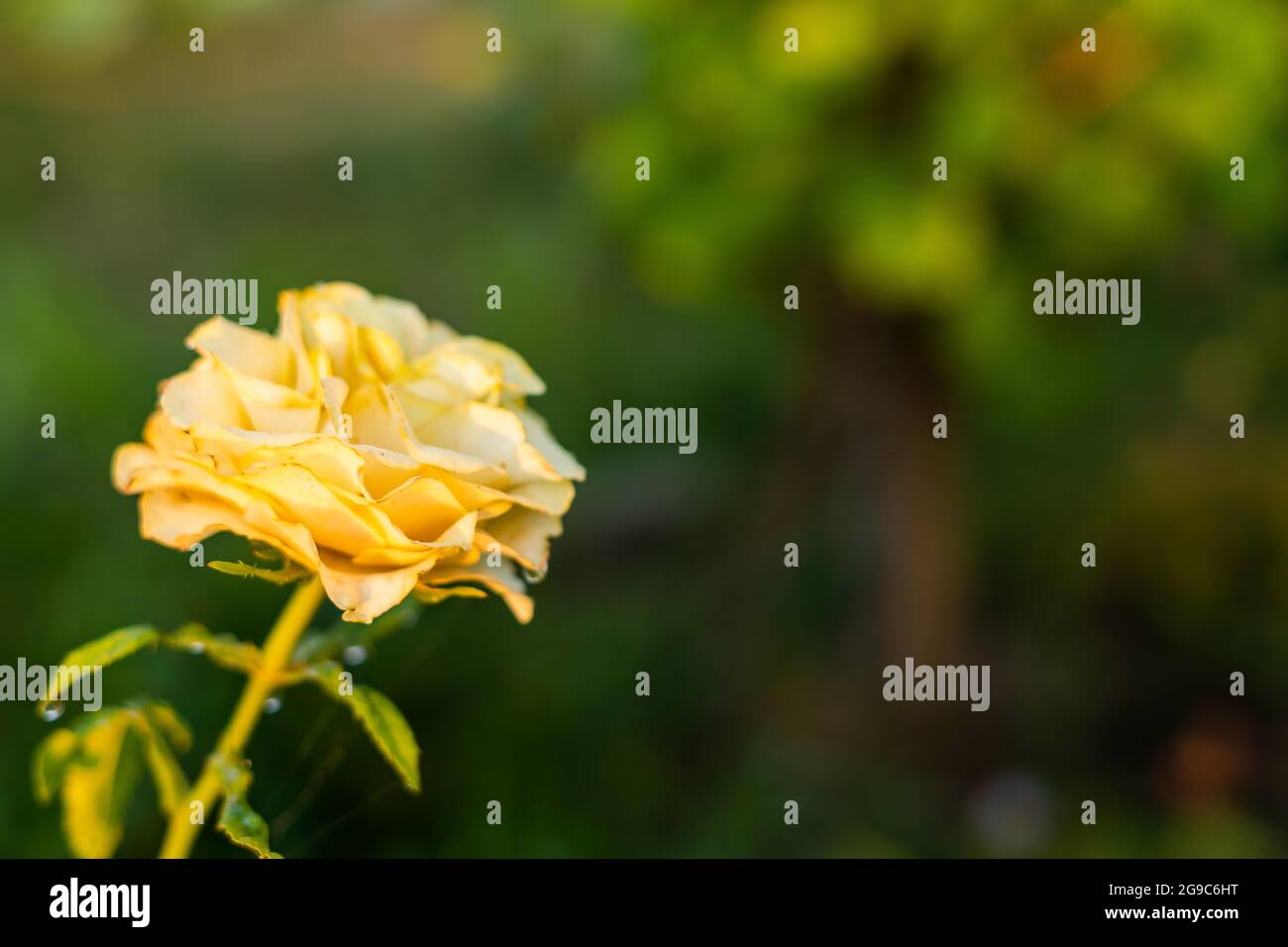 Growing light rose with a yellow tint close-up Stock Photo