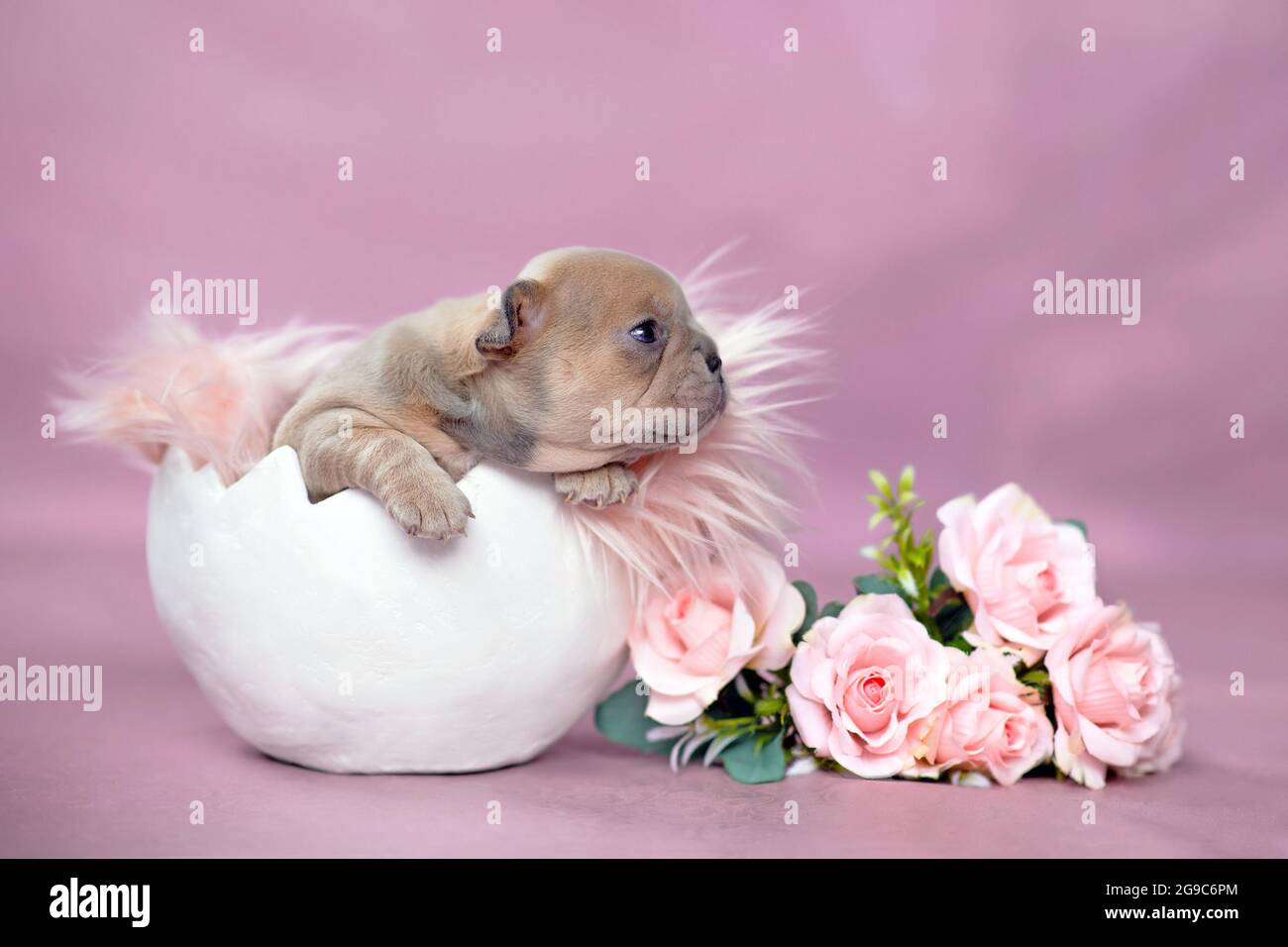 Tiny French Bulldog dog puppy hatching out of egg shell next to roses on pink background Stock Photo
