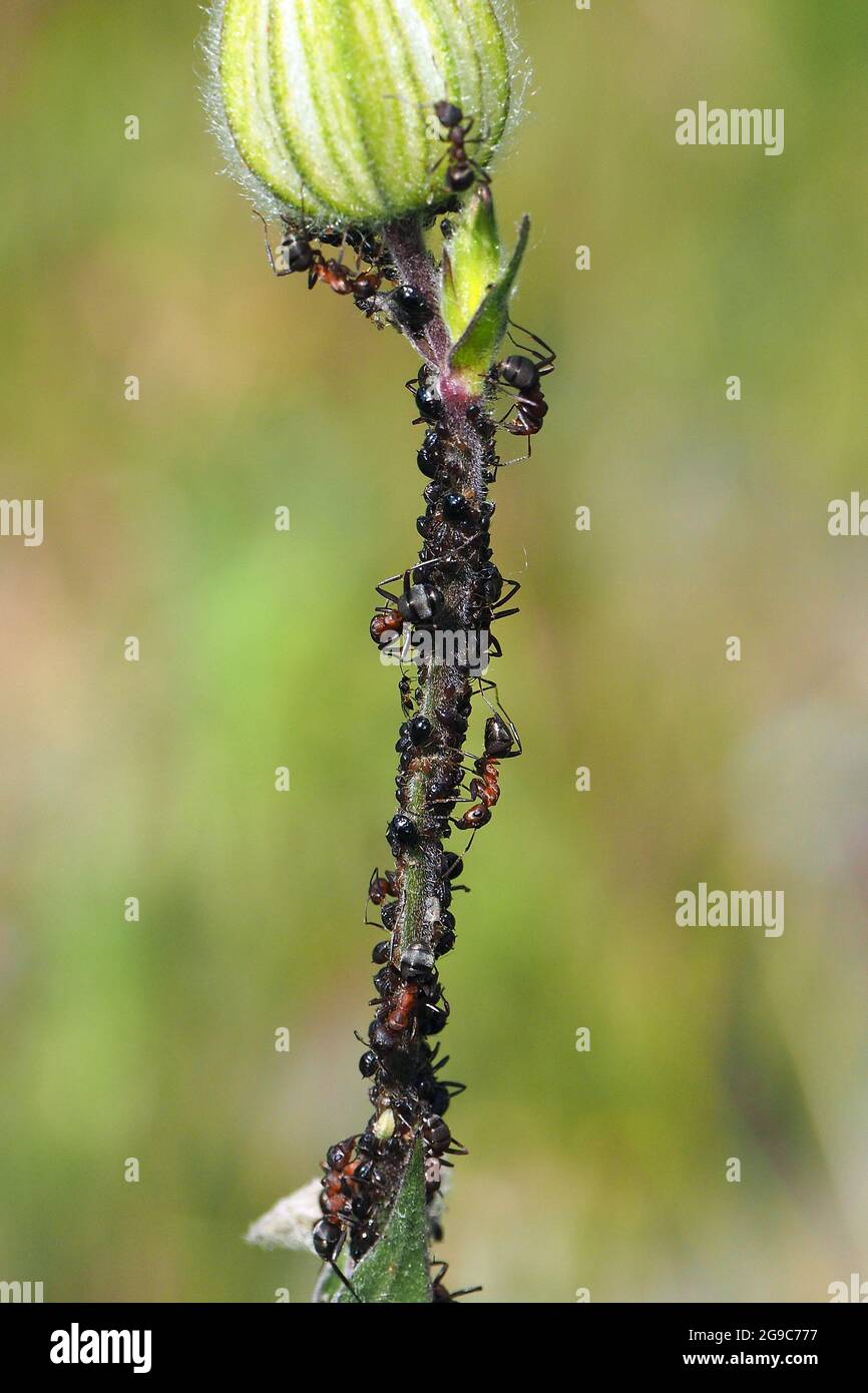 wood ant, mound ant, thatching ant, and field ant, Waldameisen, Formica ...