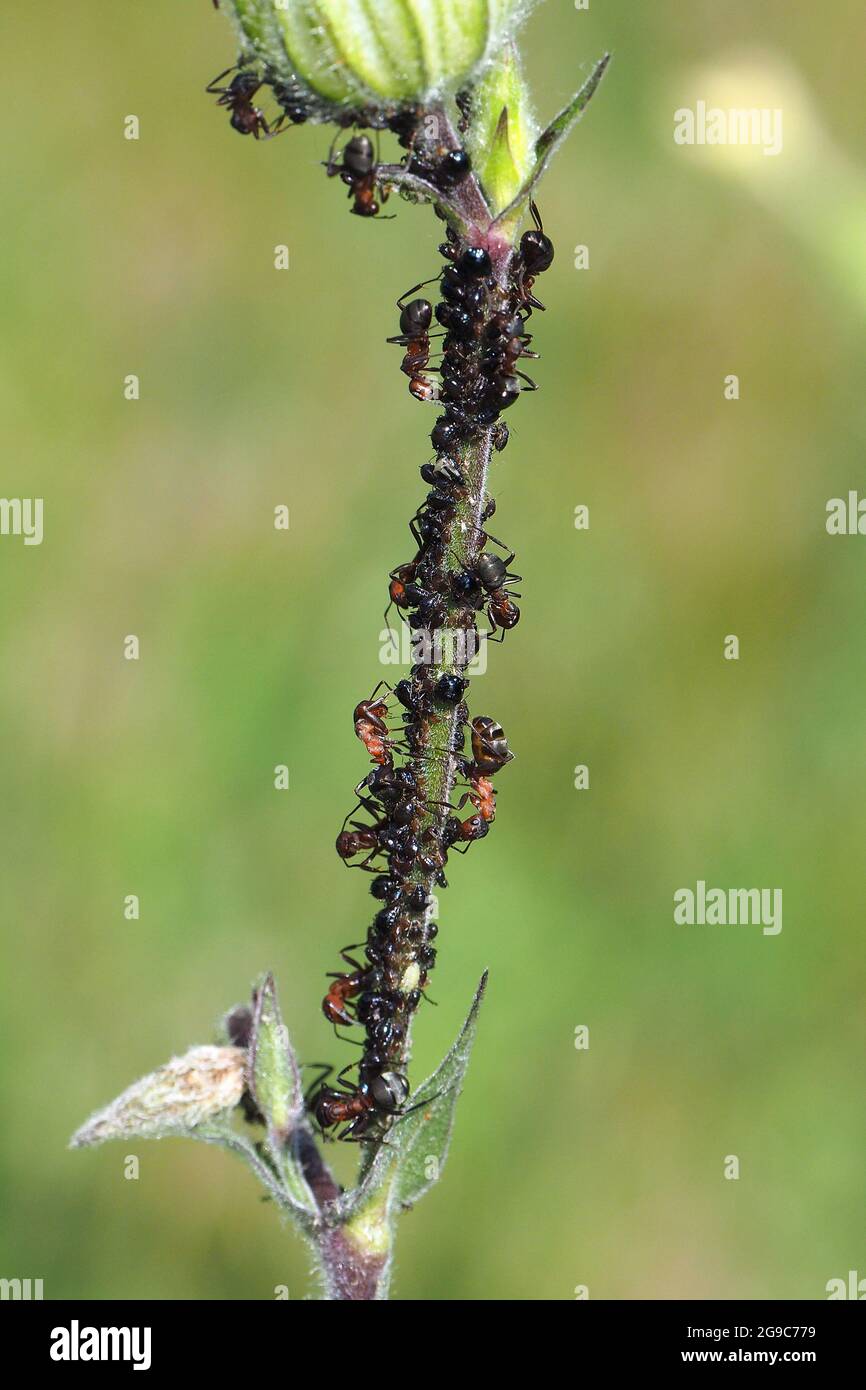 wood ant, mound ant, thatching ant, and field ant, Waldameisen, Formica