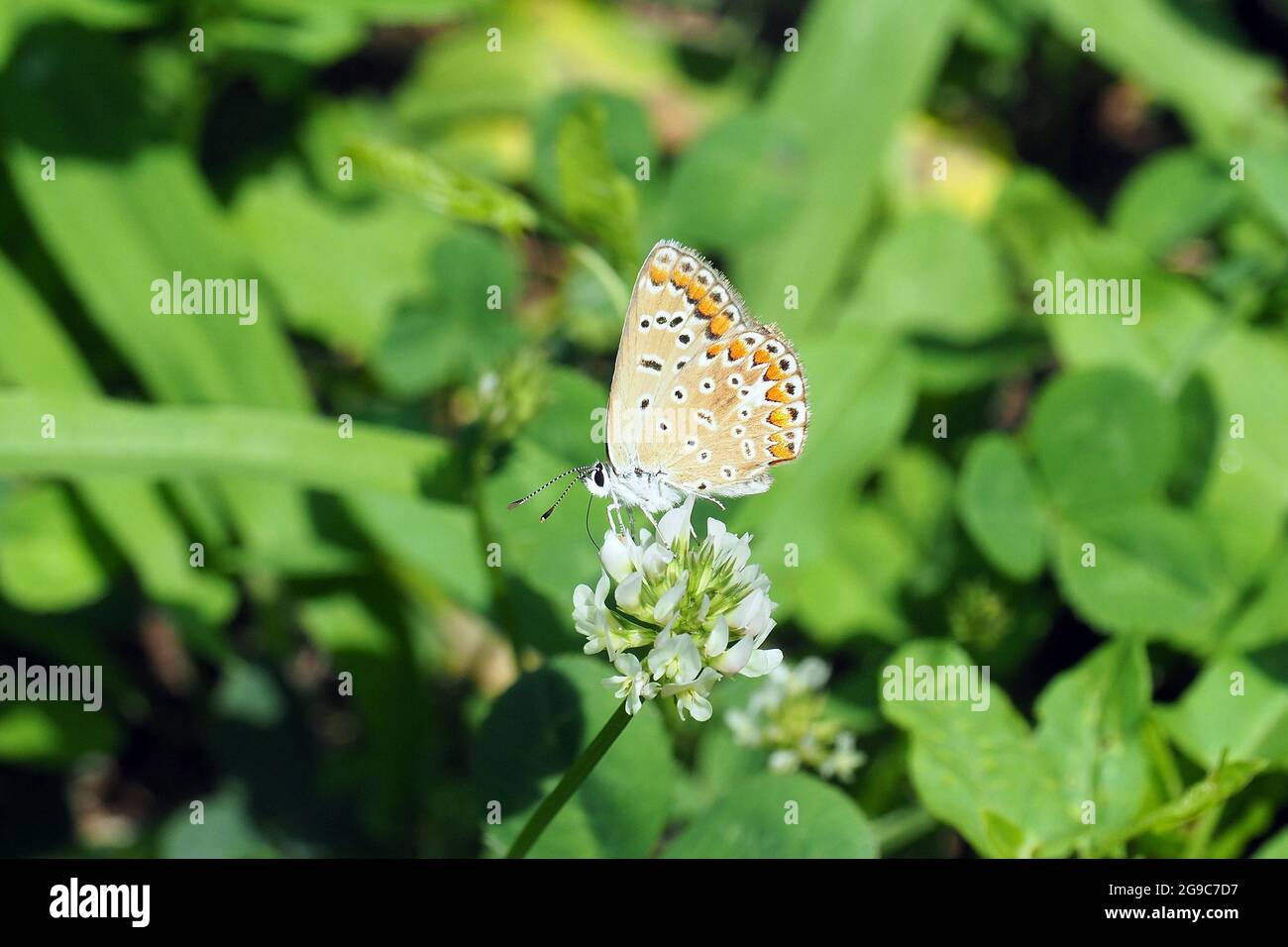 common blue butterfly, Hauhechel-Bläuling, Polyommatus icarus, közönséges boglárka, Hungary, Magyarország, Europe Stock Photo