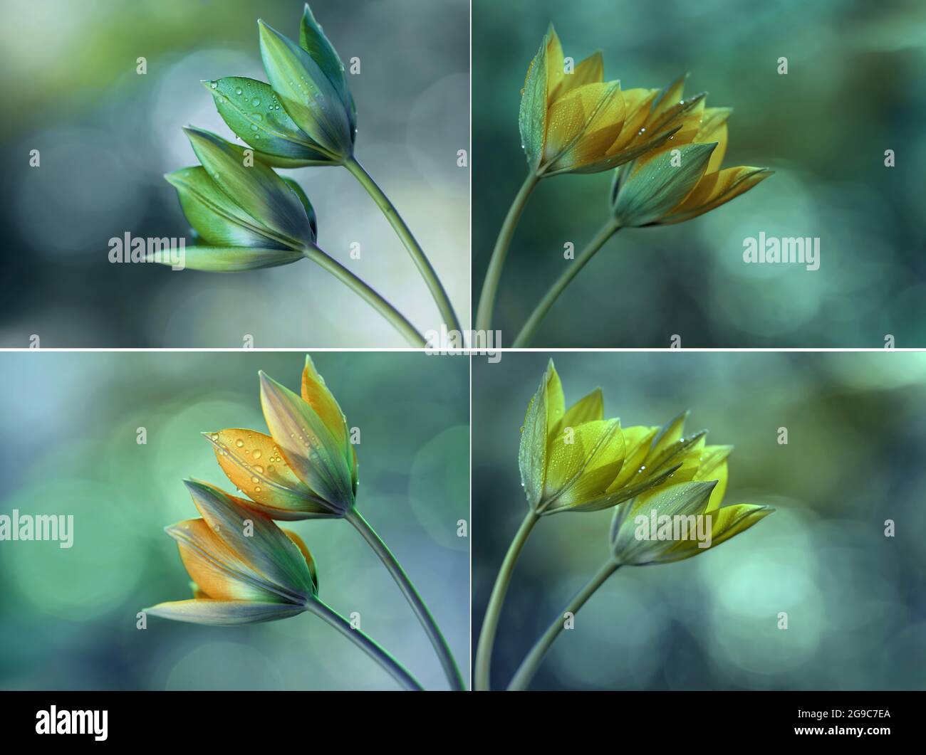 Yellow tulips on a blurry light background Stock Photo