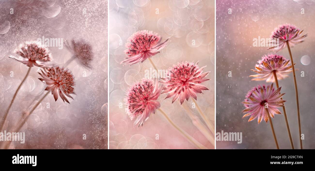 Astrantia major 'Roma', series pink flowers Stock Photo