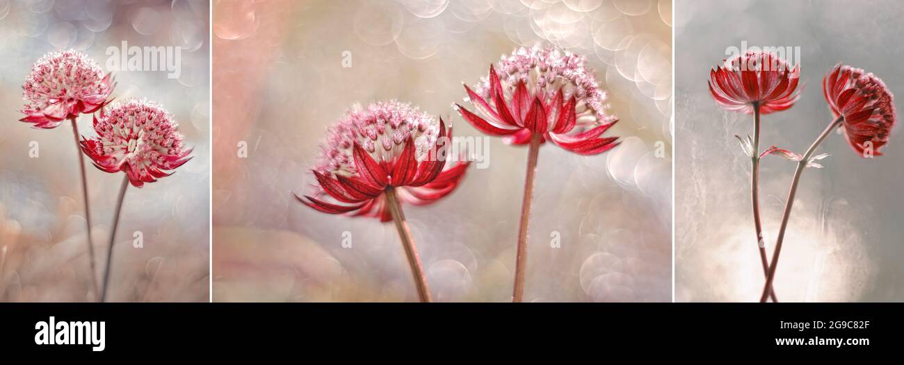 Masterwort ,Astrantia , red flowers Stock Photo