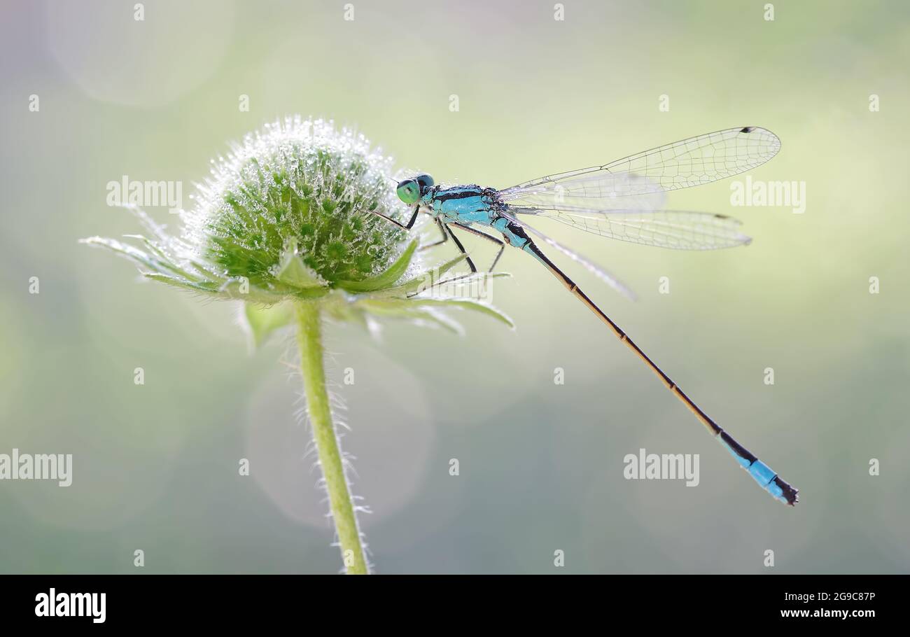 Macro dragonfly green Coenagrion armatum Stock Photo