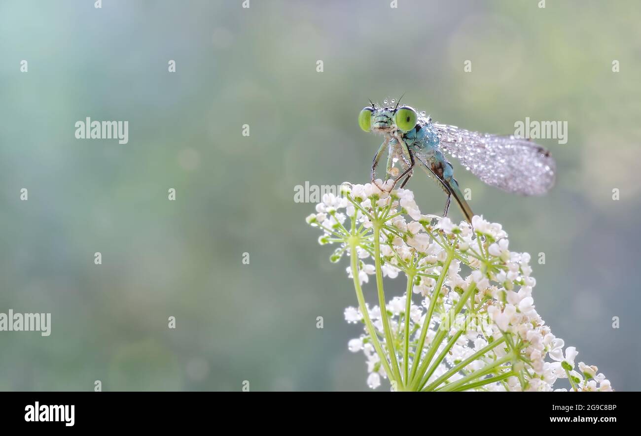 Macro dragonfly (Coenagrion armatum) in dew drops. Dragonfly on a ...