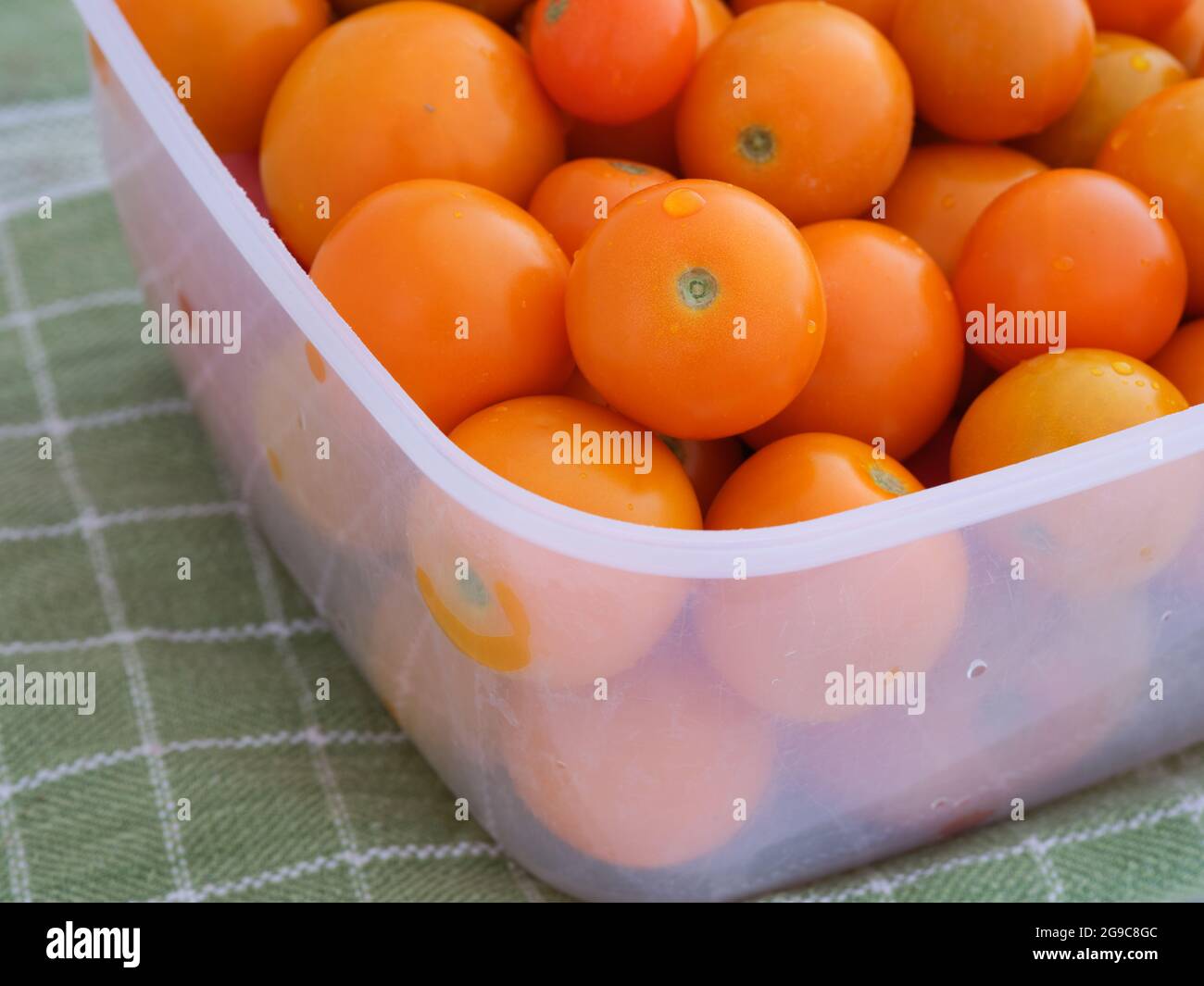 Orange cherry tomatoes in a plastic box. Close up. Stock Photo