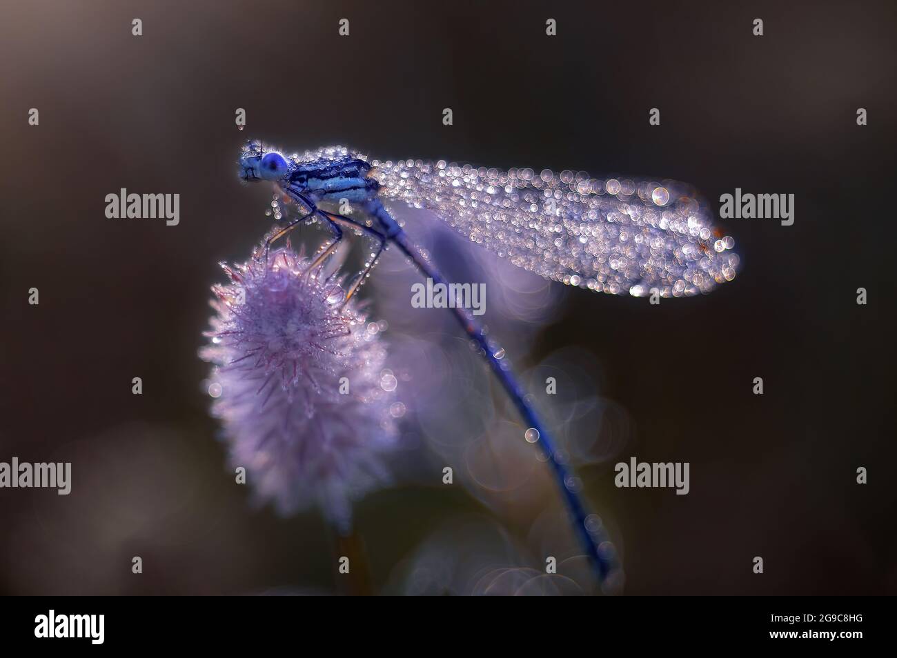 Macro dragonfly in dew drops. Dragonfly on a blurry light background ...
