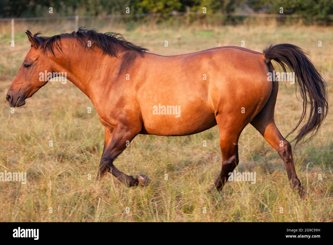 Young horse galloping in the pasture lighting by the sun, side view Stock Photo Alamy