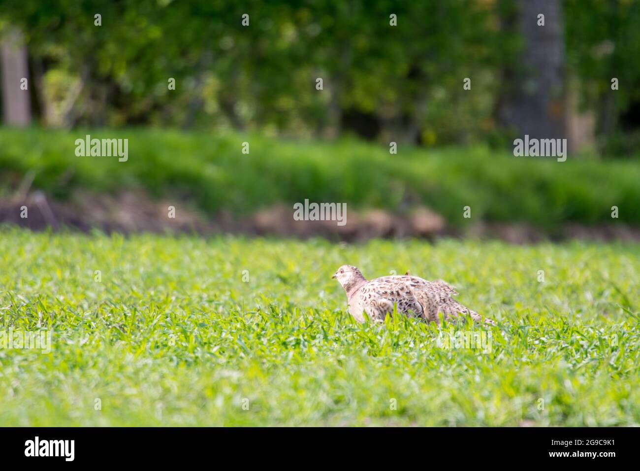 Female pheasant on a field in Denmark sitting in low grass Stock Photo