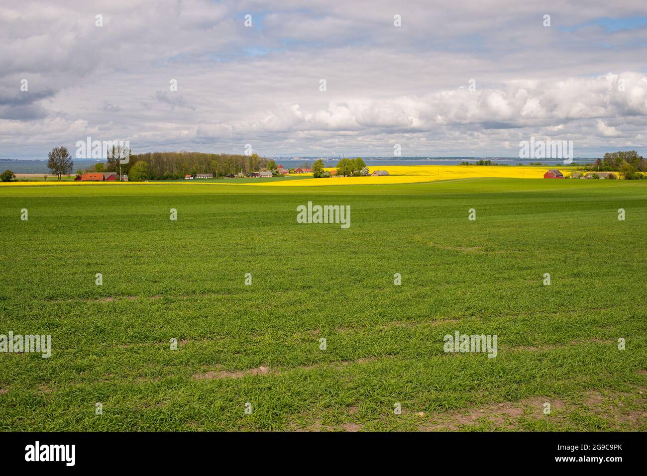 Beautiful landscape on the island Ven in the Øresund between Denmark and Sweden in May with yellow rapeseed flowers Stock Photo