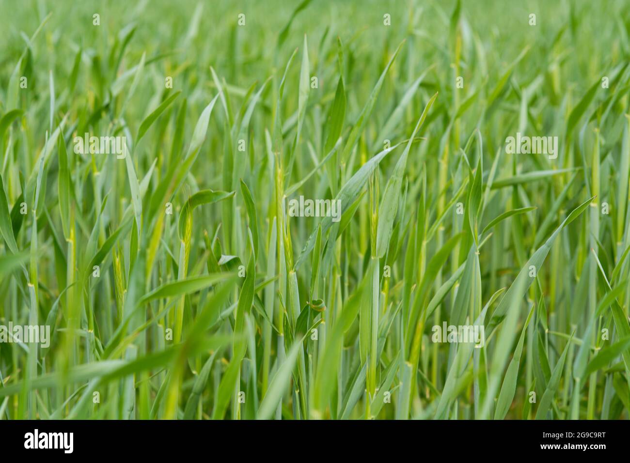 Young wheat plants on a field in Europe in spring Stock Photo