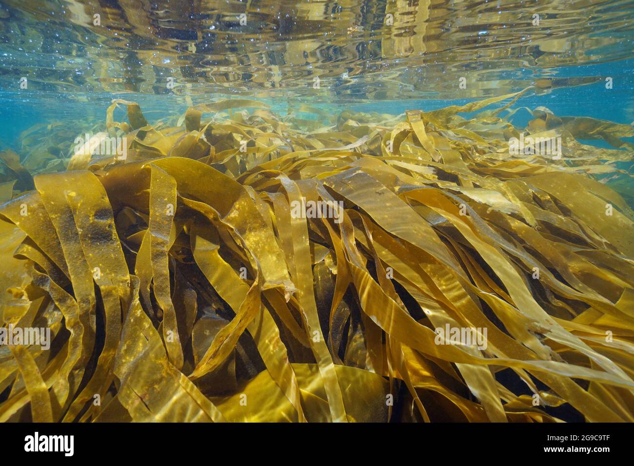 Alga laminaria new arrivals