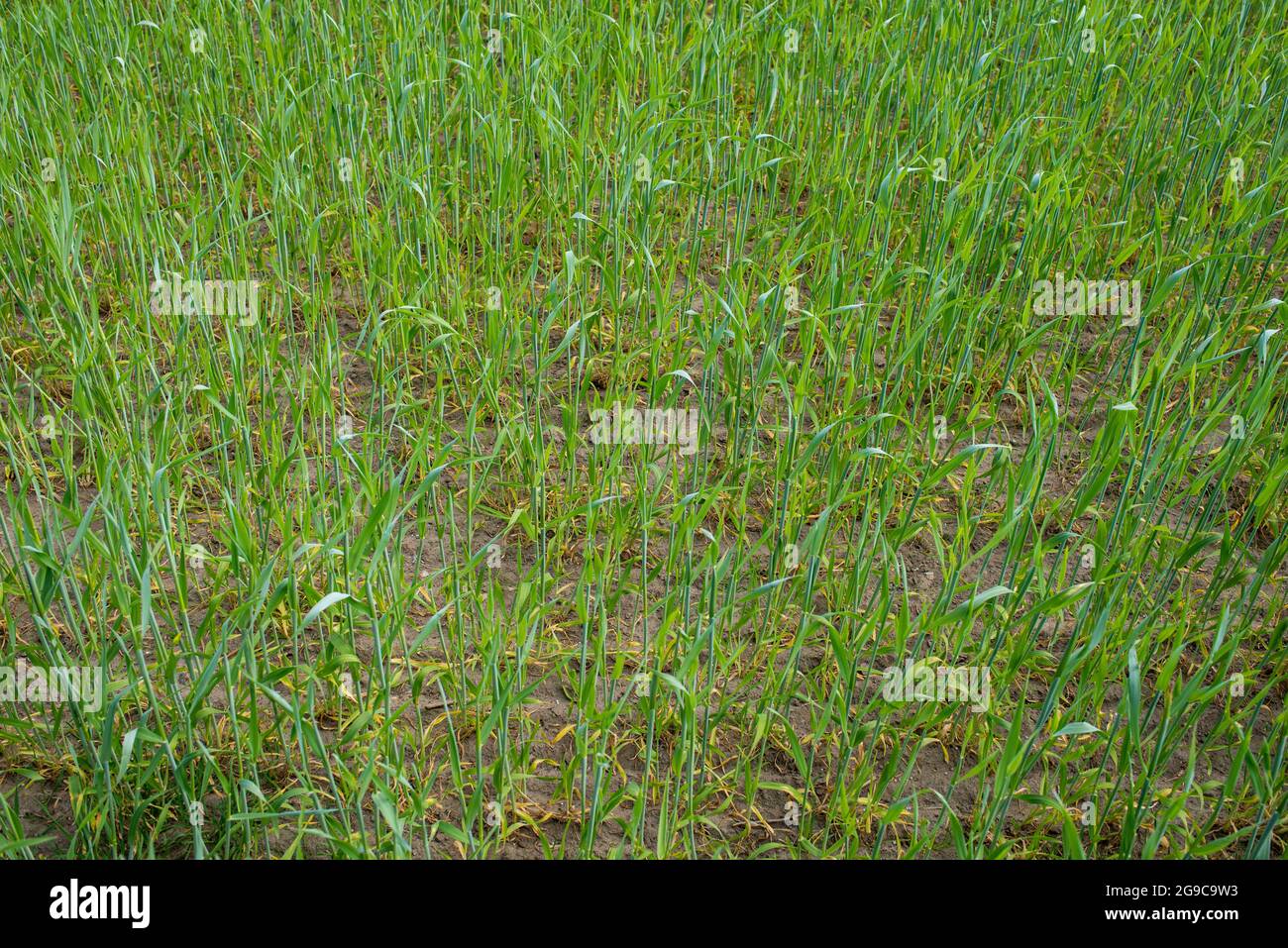 Young wheat plants on a field in Europe in spring Stock Photo