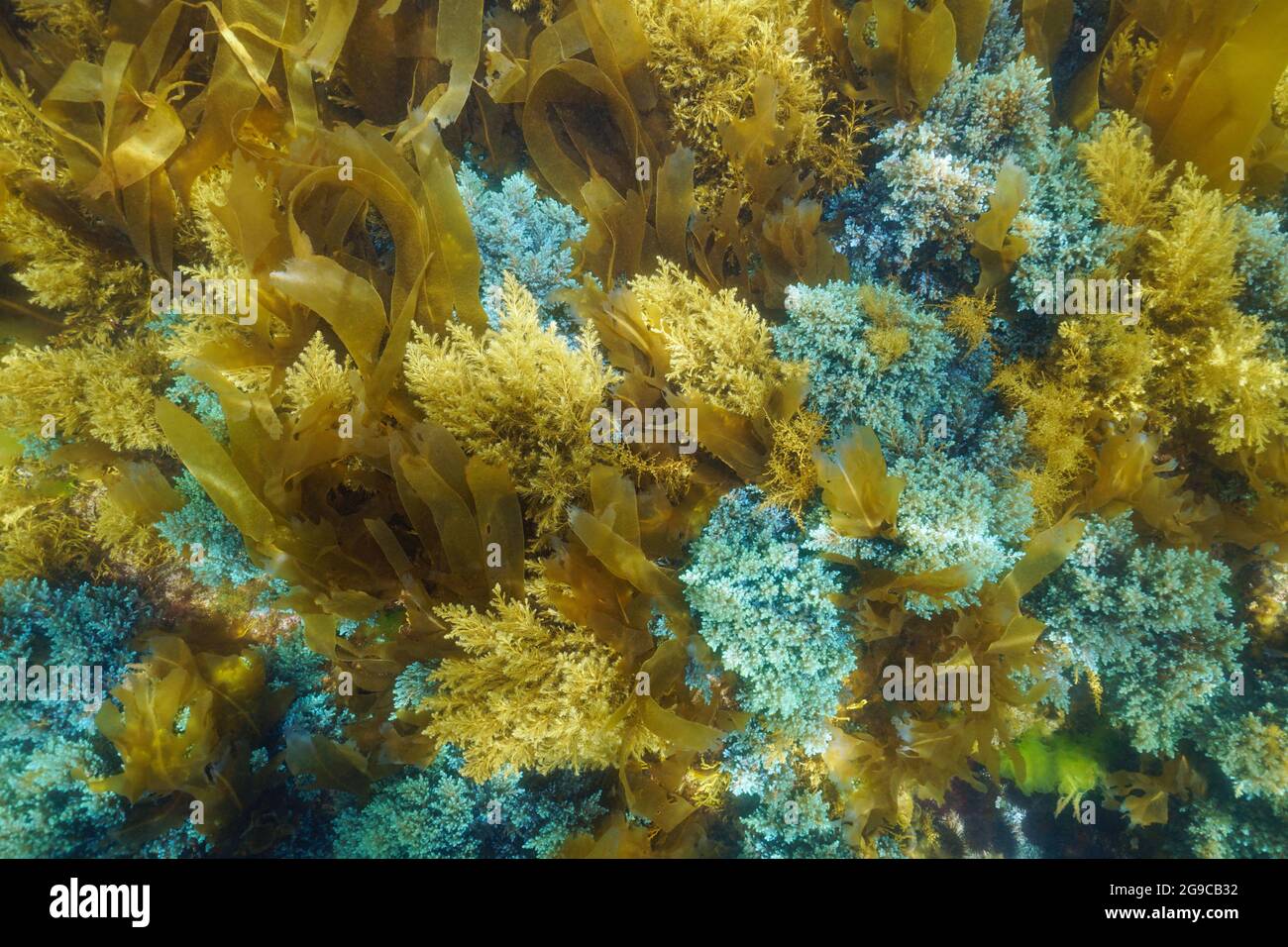 Underwater algae seaweeds on the ocean floor (Cystoseira and Laminaria