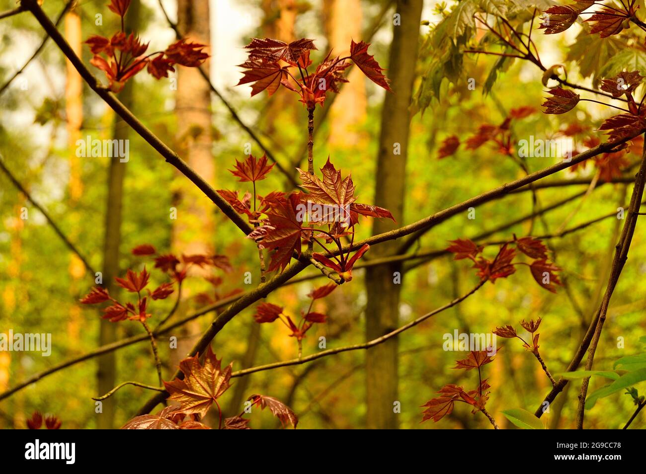 Forest Inaccessible Plants and bushes in a wild inaccessible forest. Forest Stock Photo - Alamy