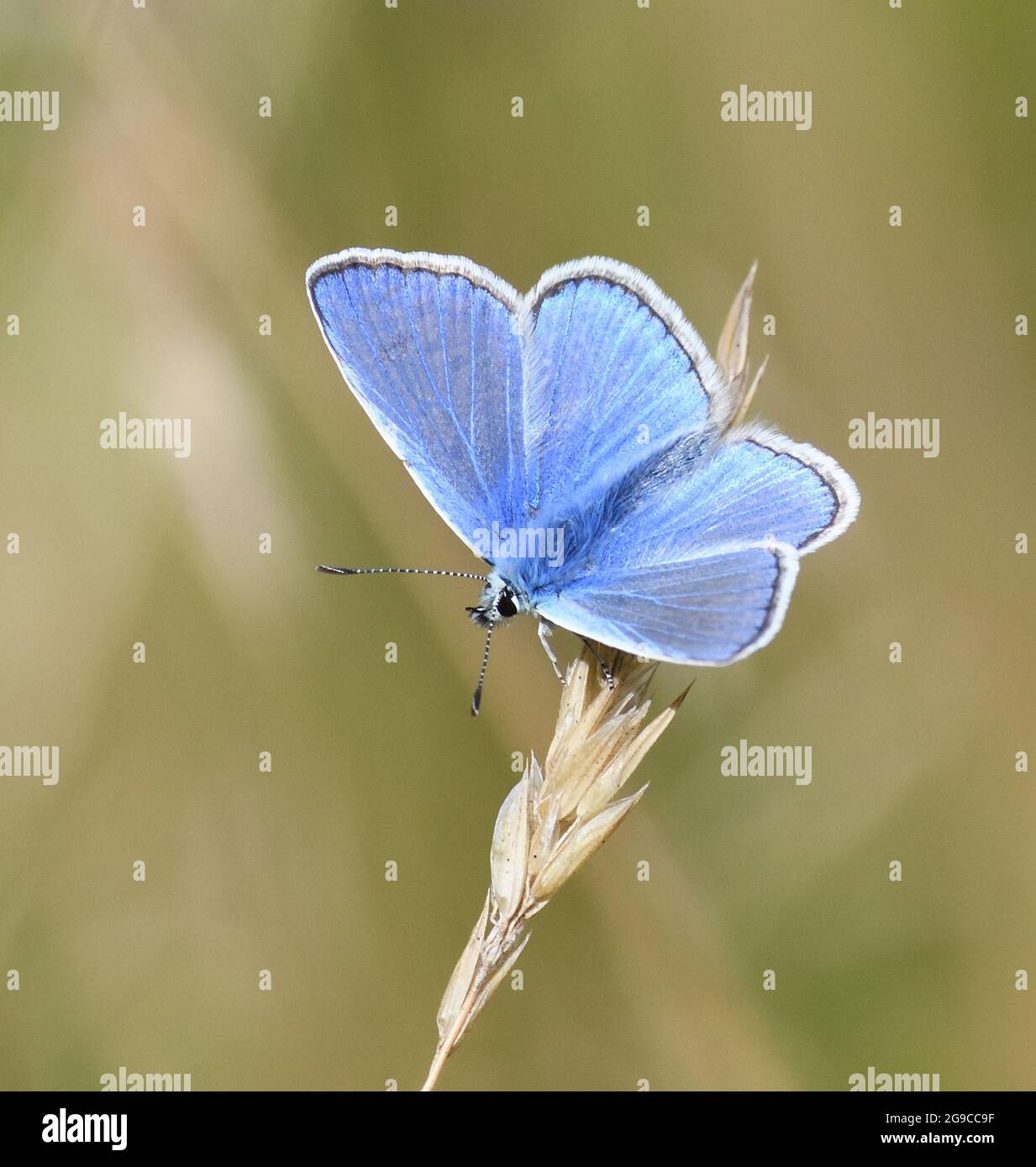 A male Common Blue butterfly (Polyommatus Icarus) rests in a grassy meadow, which is its favoured habitat. Bedgebury Forest, Kent, UK. Stock Photo