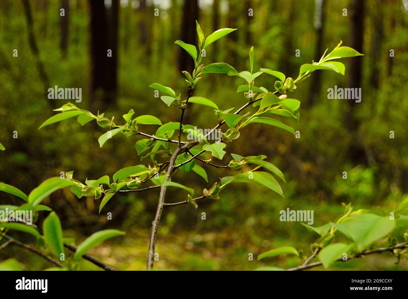 Forest Inaccessible Plants and bushes in a wild inaccessible forest. Forest Stock Photo - Alamy