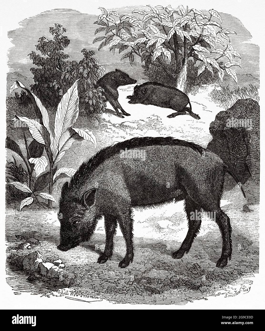Wild boar (Sus scrofa) native to Eurasia, North Africa, and the Greater Sudan Islands. Old 19th century engraved illustration from El Mundo Ilustrado 1879 Stock Photo