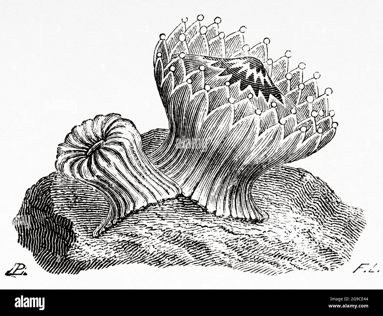Caryophyllia clavus, sea anemone. Old 19th century engraved illustration from El Mundo Ilustrado 1879 Stock Photo