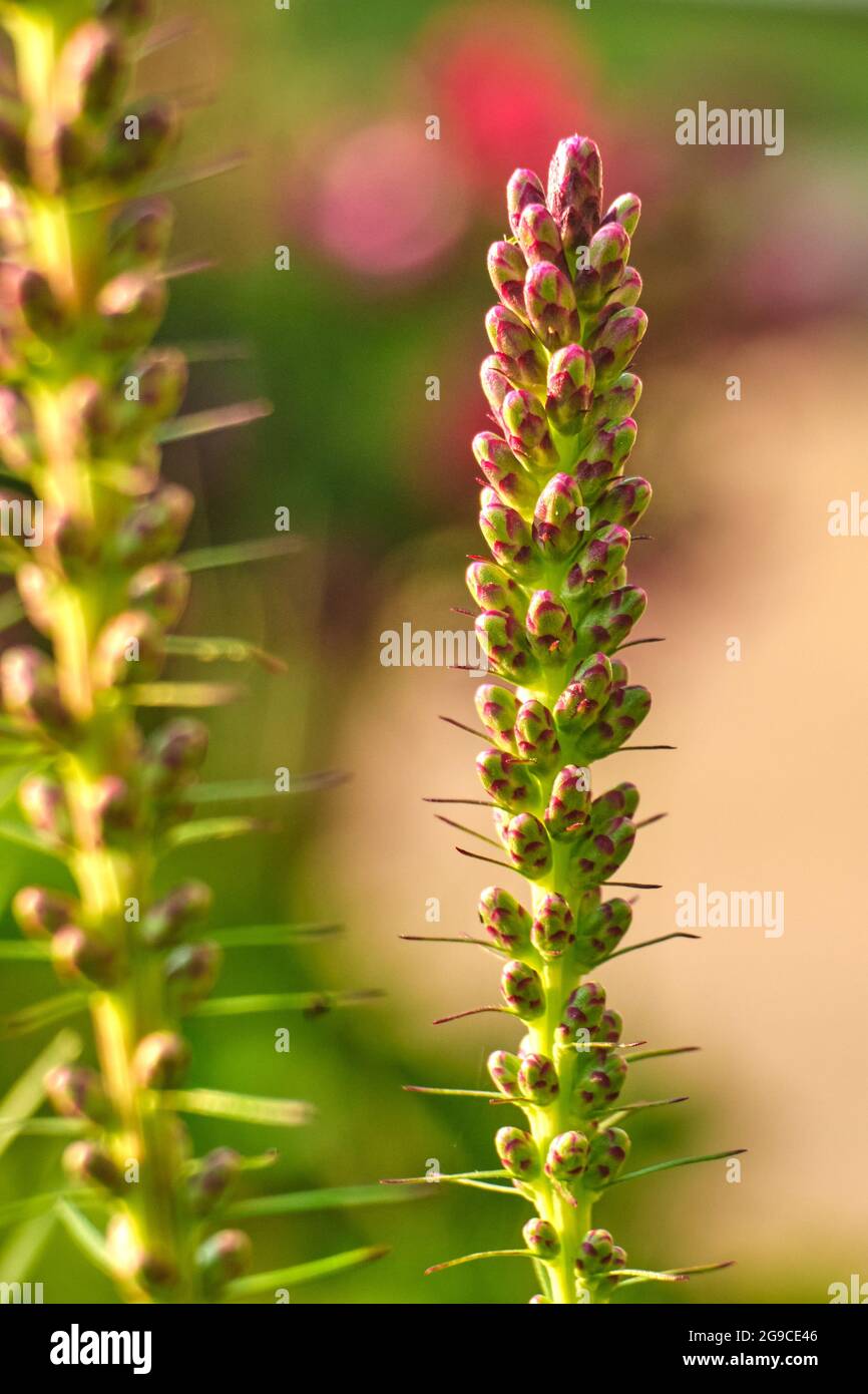 The buds of a dense blazing star flower Stock Photo