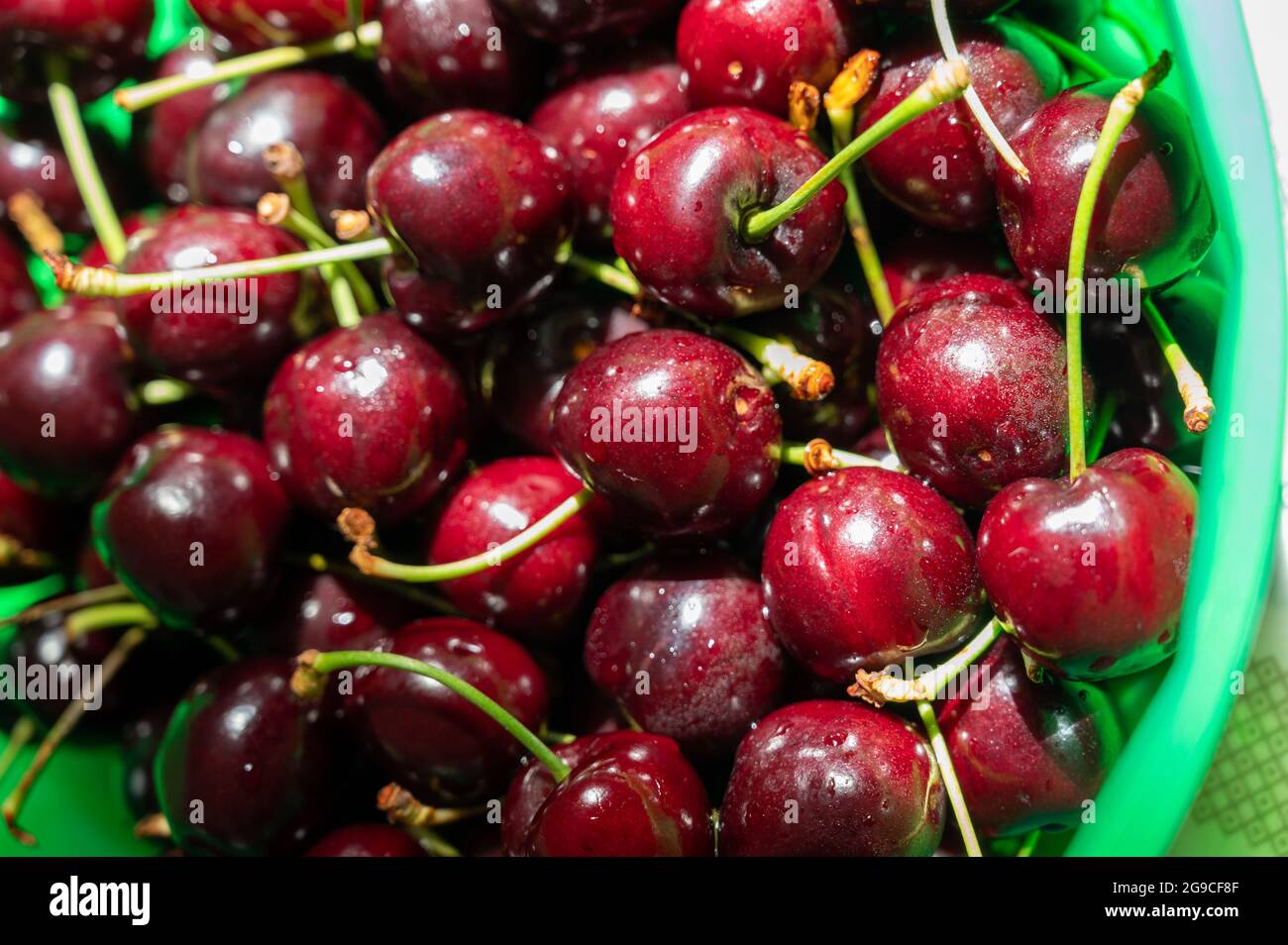 New harvest of fresh ripe dark red cherry berry in Provence, France close up Stock Photo