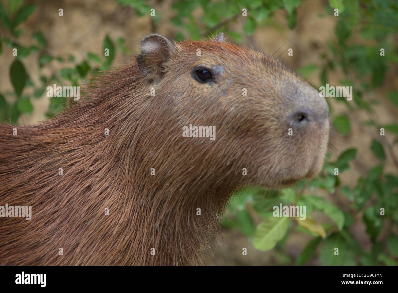Closeup side on portrait of Capybara (Hydrochoerus hydrochaeris) head looking straight at camera Pampas del Yacuma, Bolivia. Stock Photo
