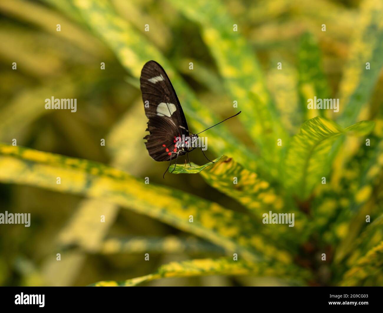 Tropical Inectes Tropical insects hi-res stock photography and images - Alamy