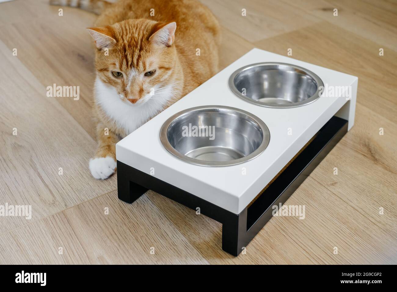 Pet dish on wood table. Modern trendy wood dish stand at home, cat