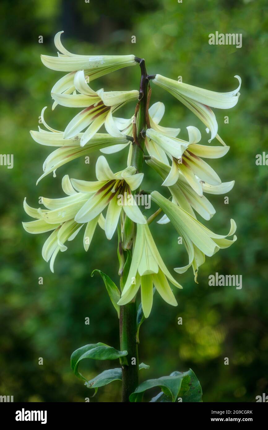 Cardiocrinum Giganteum, giant Himalayan lily, giant lily, Lilium