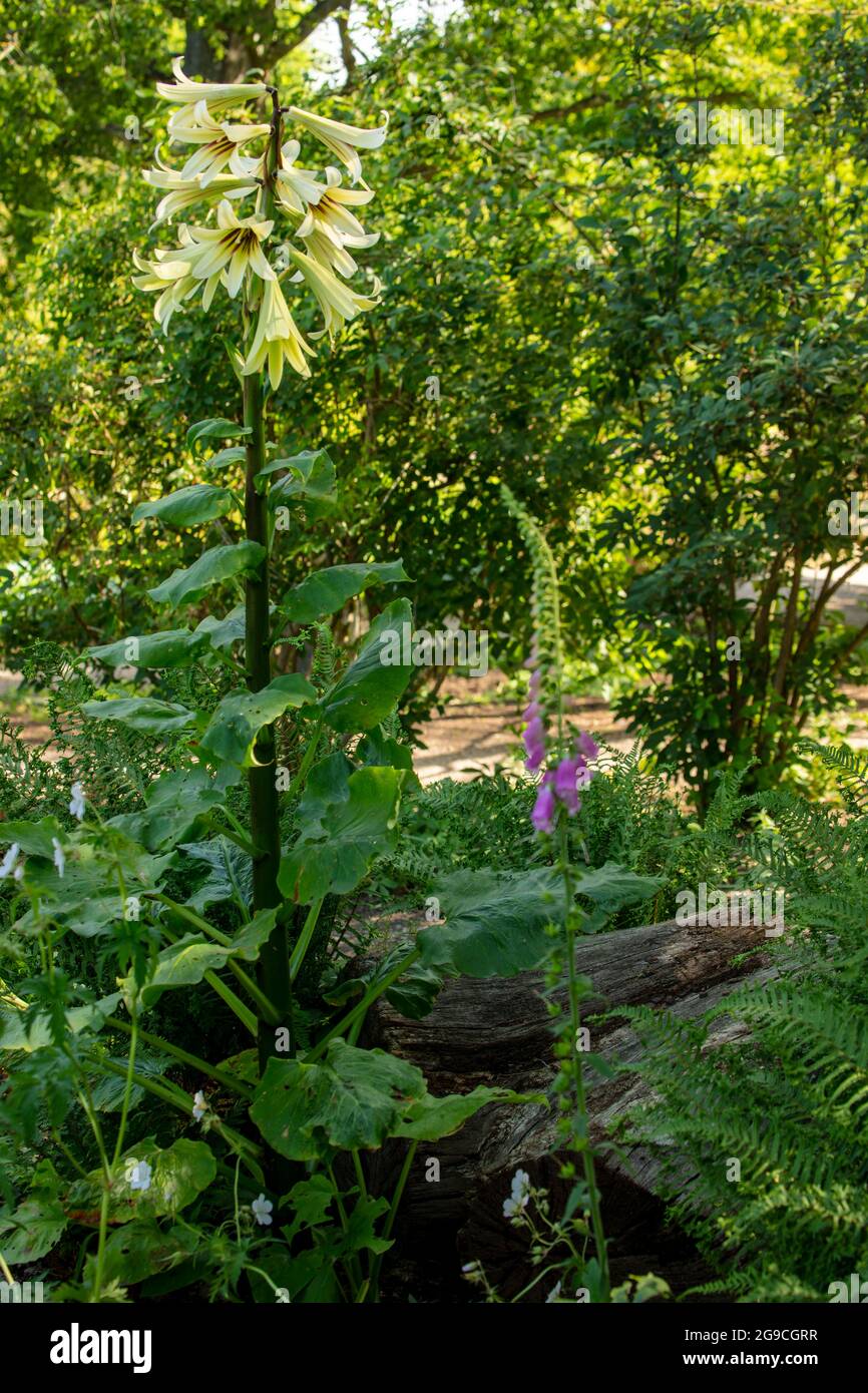 Cardiocrinum Giganteum, giant Himalayan lily, giant lily, Lilium ...