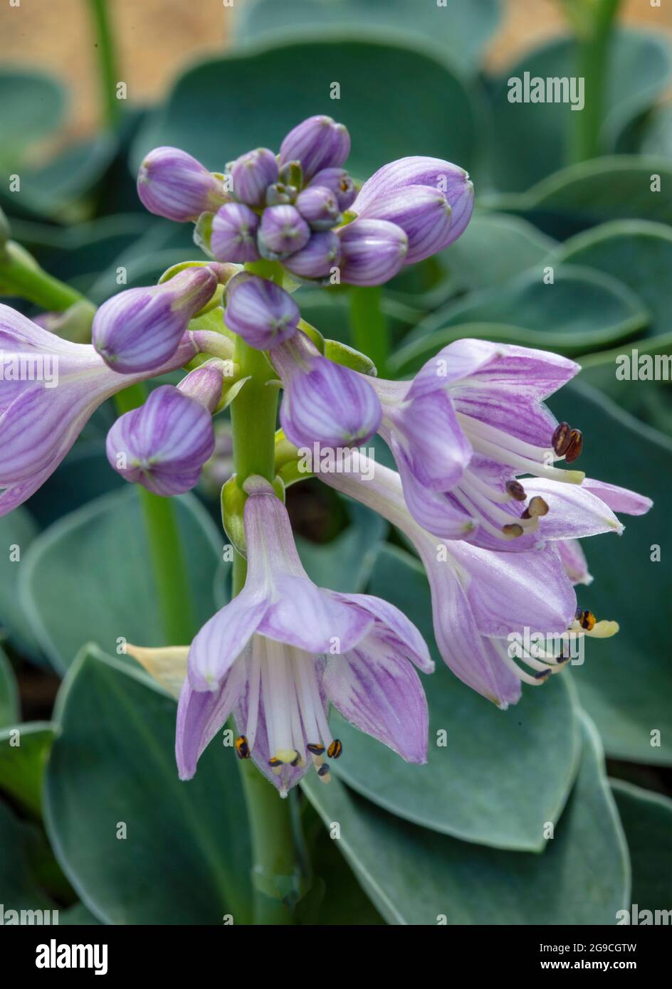 Hosta 'Blue Mouse Ears’, plantain lily 'Blue Mouse Ears’, close-up natural plant portrait Stock Photo