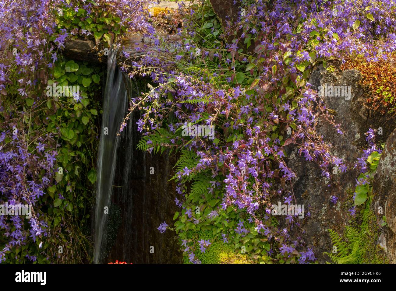 Campanula Poscharskyana, trailing bellflower, surrounding a small waterfall in a garden setting Stock Photo
