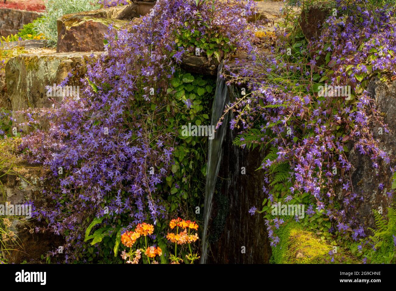 Campanula Poscharskyana, trailing bellflower, surrounding a small waterfall in a garden setting Stock Photo