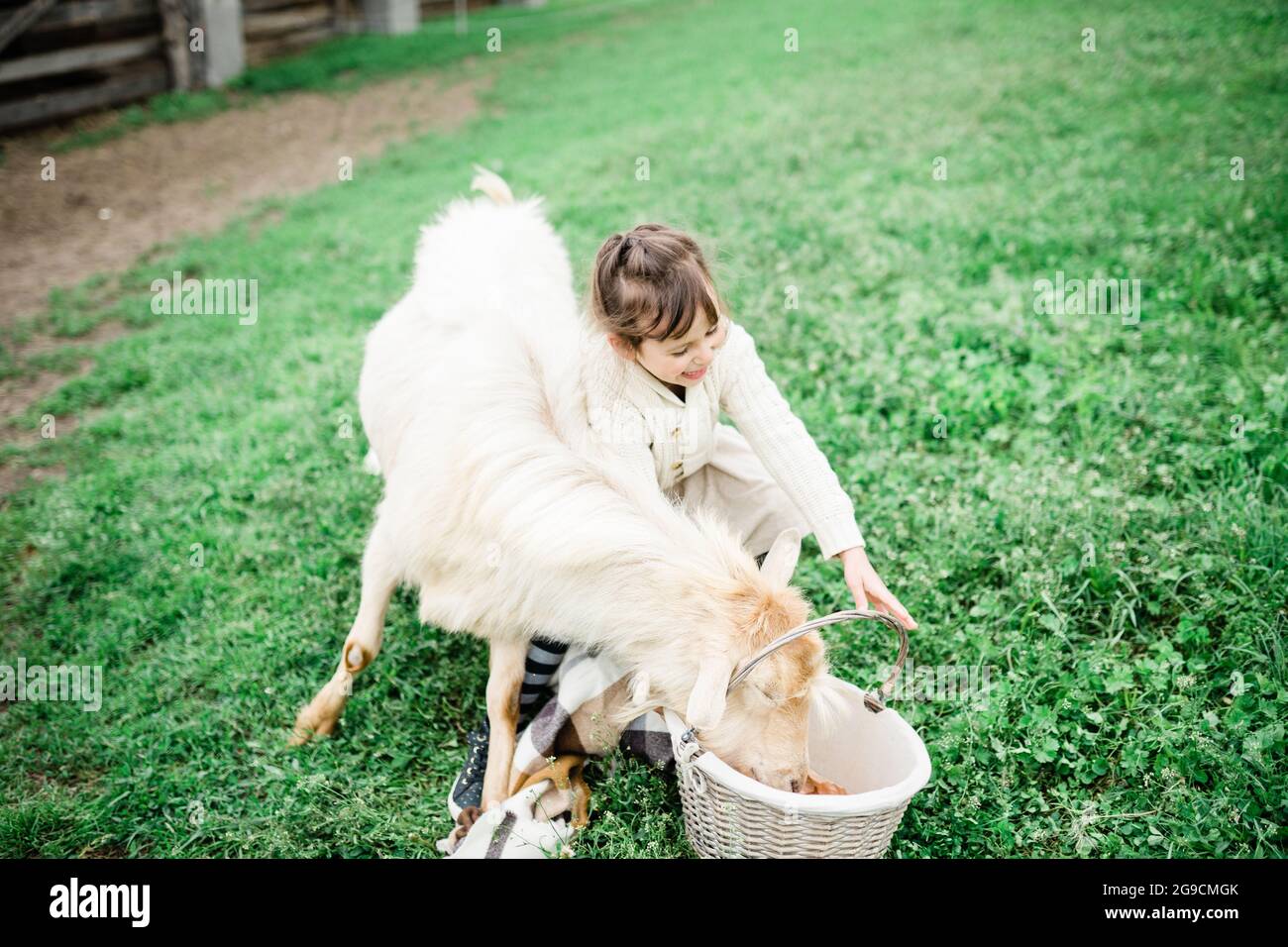 Little girl feeding goats on the farm Stock Photo - Alamy