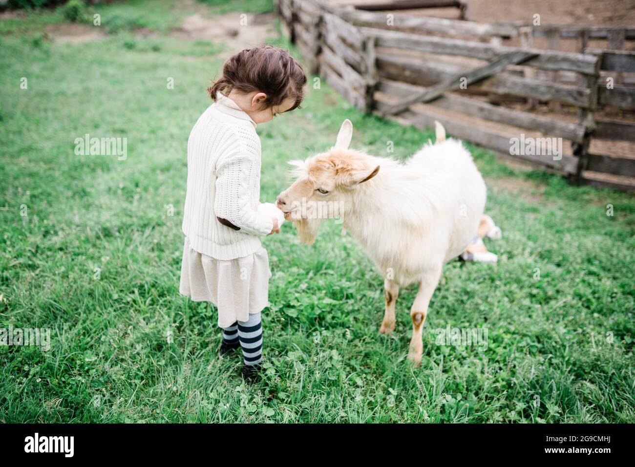 Little girl feeding goats on the farm Stock Photo - Alamy