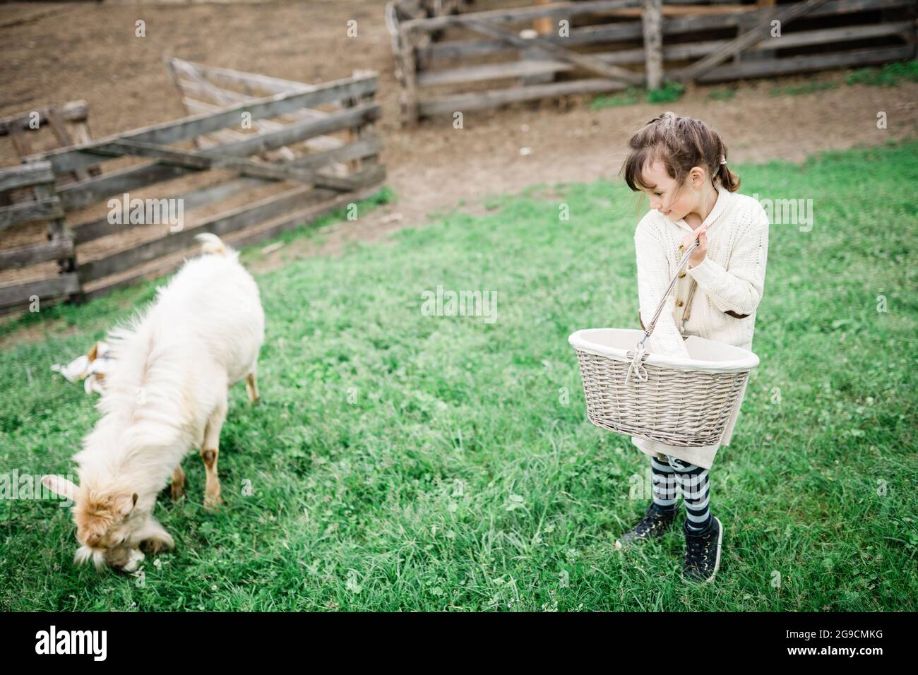 Little girl feeding goats on the farm Stock Photo - Alamy