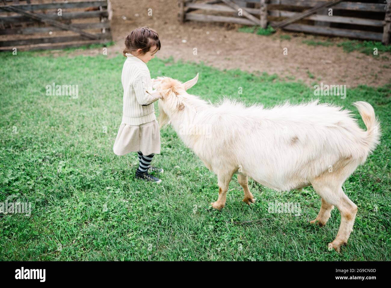Little girl feeding goats on the farm Stock Photo - Alamy
