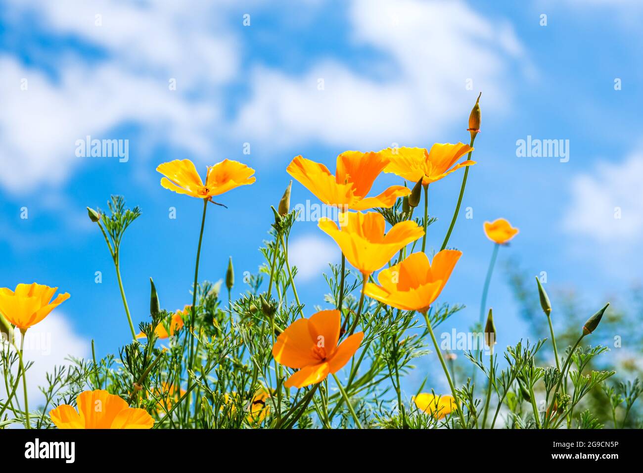 Frog's-eye view of blooming California poppies against a blue sky Stock Photo