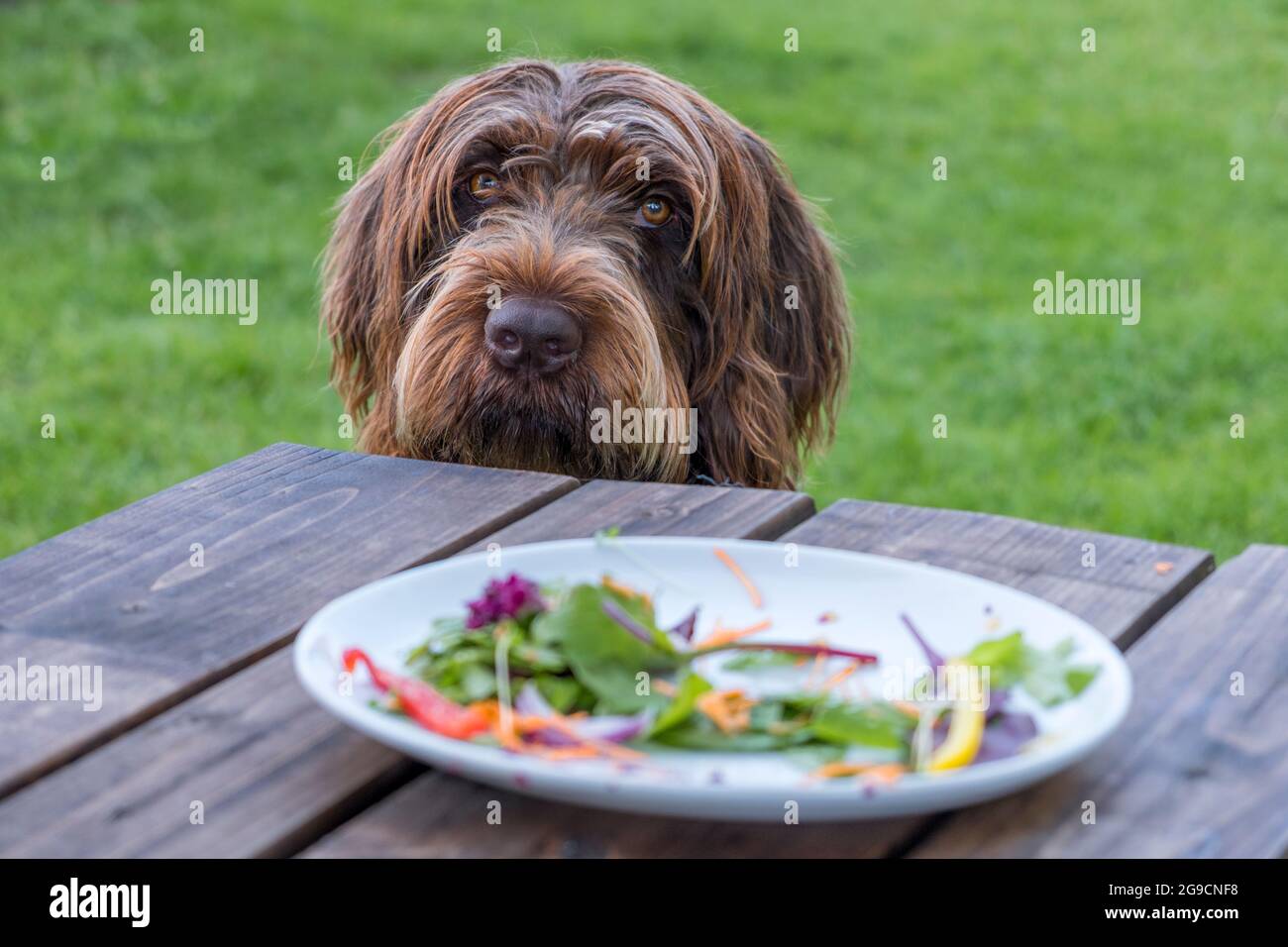 A Griffon Korthals dog with a pleading or guilty look. A plate with the remains of a salad and no meat in the foreground. Stock Photo