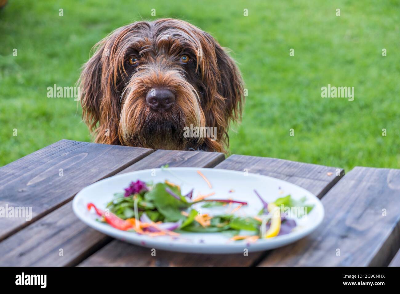 A Griffon Korthals dog with a pleading or guilty look. A plate with the remains of a salad and no meat in the foreground. Stock Photo