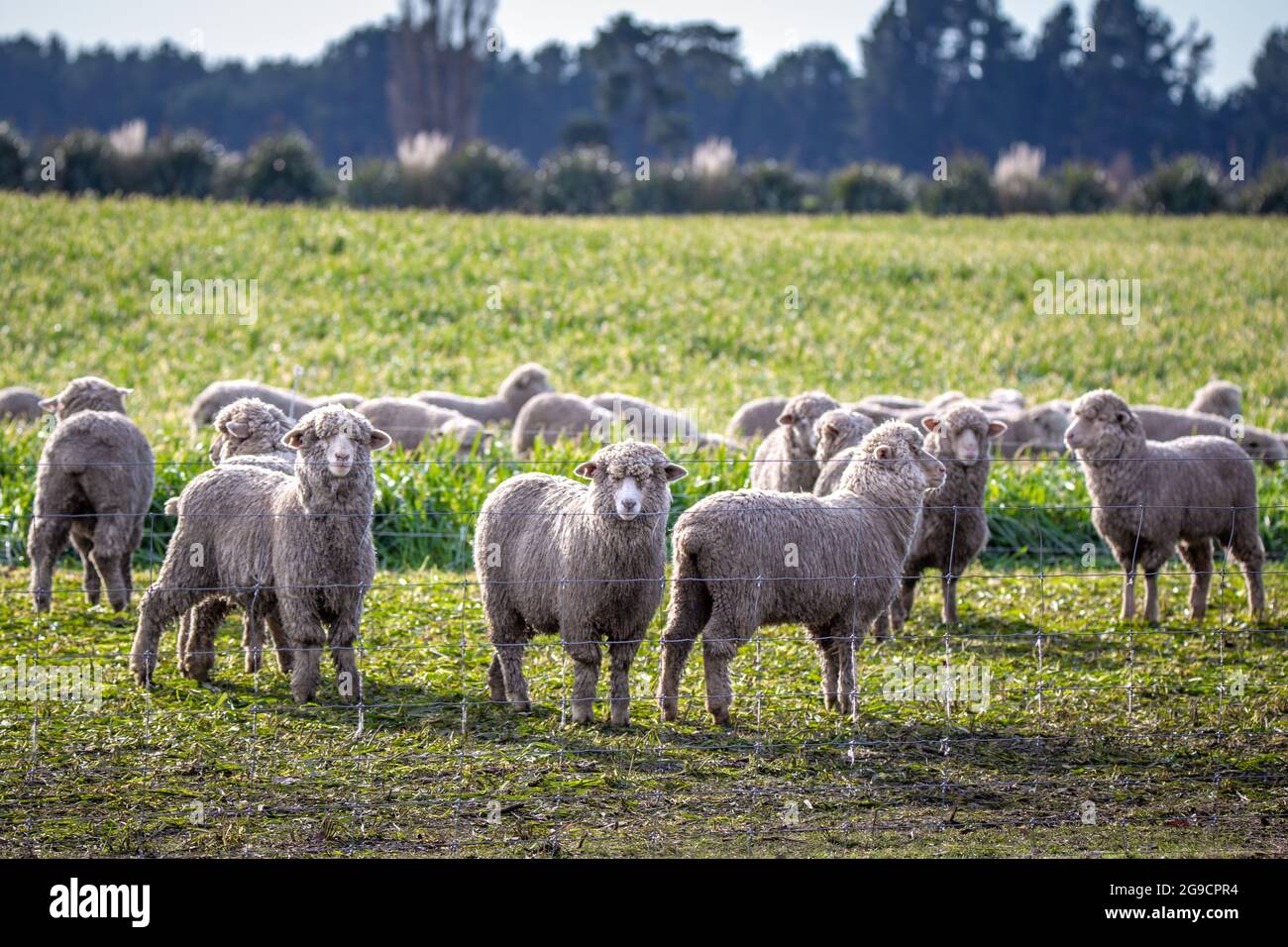 A flock of sheep on winter feed in a field on a farm in New Zealand Stock Photo