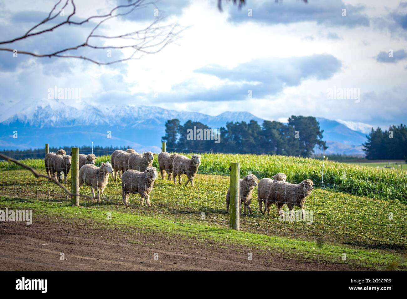 A flock of sheep eating winter feed on a farm in New Zealand with the