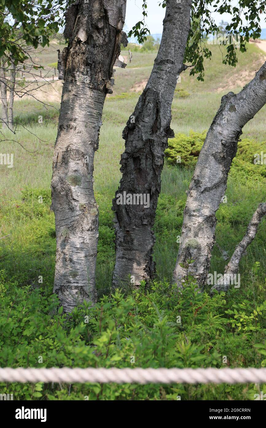 Three Birch tree trunks with a heart shape in the trunk of the middle