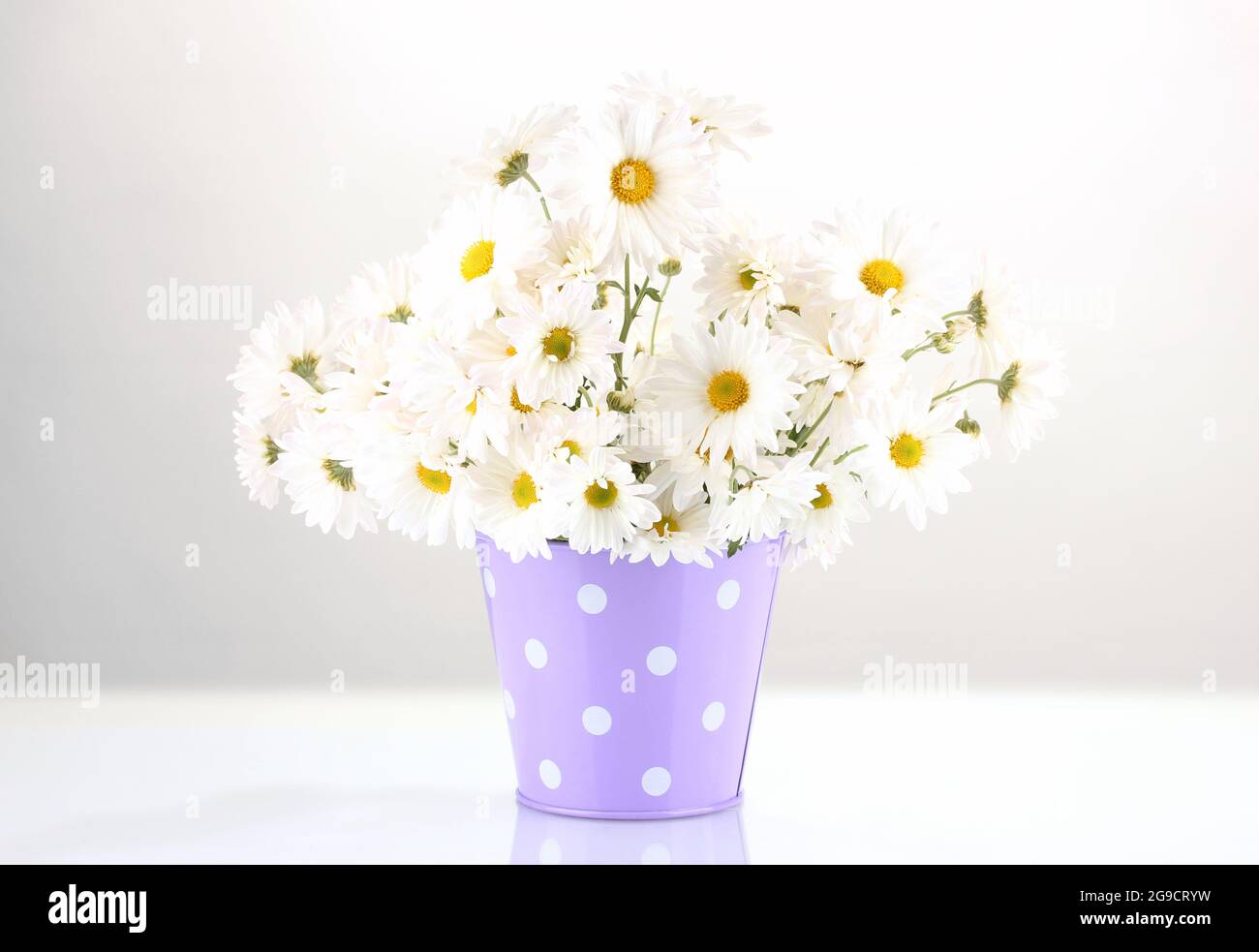daisies in vase isolated on white Stock Photo Alamy