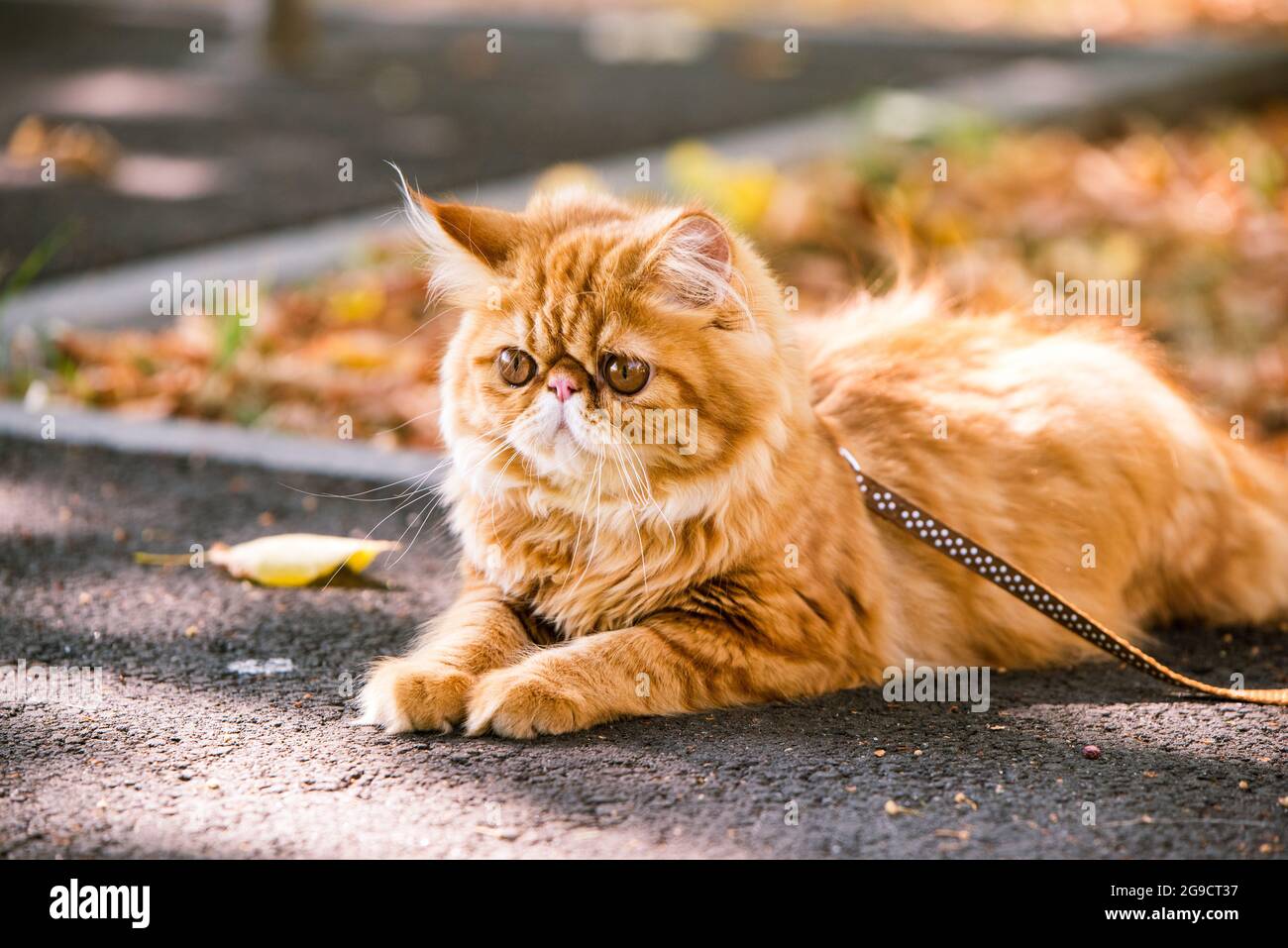 Page 2 Persian Cat Red High Resolution Stock Photography And Images Alamy Page 2 Persian Cat Red High Resolution Stock Photography And Images Alamy